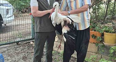 Evinin önüne gelen yaralı leyleğe sahip çıktı