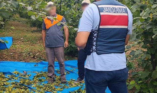 Fındık tarlalarında jandarma nöbeti