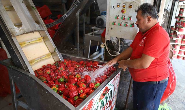 Gaziantep'te kışlık salça mesaisi başladı