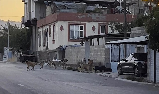 Gaziantep'te tedirgin eden görüntü: Başıboş sokak köpekleri sürü halinde