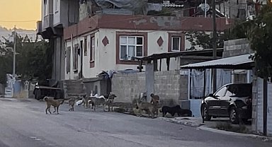 Gaziantep'te tedirgin eden görüntü: Başıboş sokak köpekleri sürü halinde