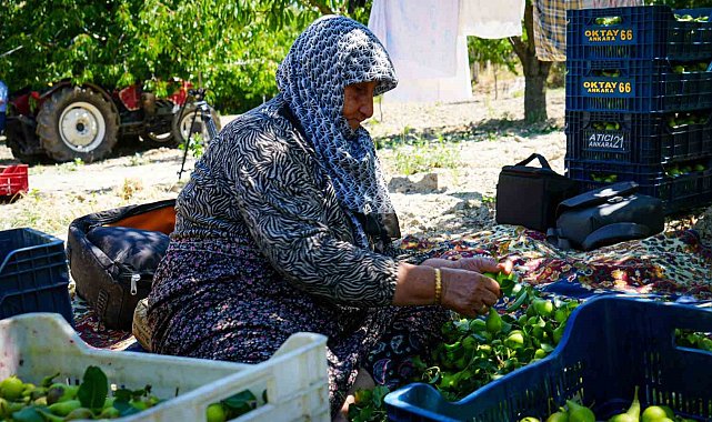 Geçen sene yaşanan zirai donun izlerine rağmen yaz armudu hasadı başladı: 200 ton rekolte bekleniyor