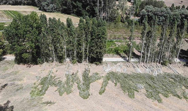 Gelin kavağından inşaat kerestesine: Anadolu'nun 30 yıllık birikim ağacı kavak