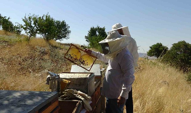 Gercüş'te bal hasadı heyecanı: Üreticinin yüzü gülüyor