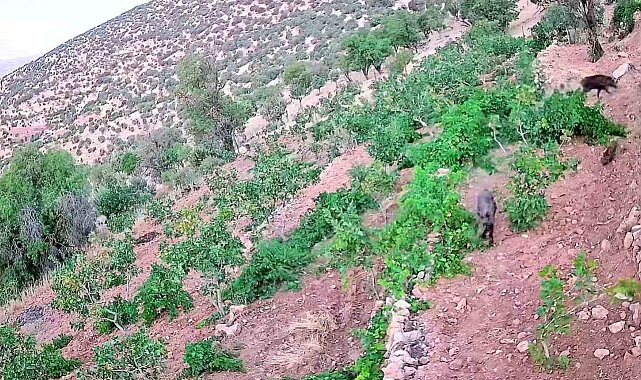 Gercüş'te domuz sürüsü bağ ve fıstık bahçelerine zarar verdi