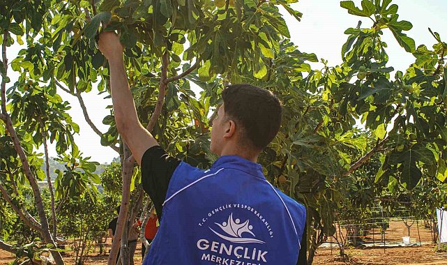 Germencik'te gönüllü gençler incir hasadına katıldı