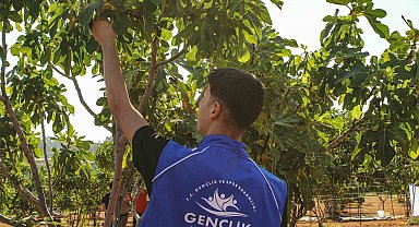 Germencik'te gönüllü gençler incir hasadına katıldı