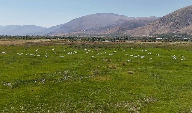 Göç yolundaki leyleklerin Erzincan molası havadan görüntülendi