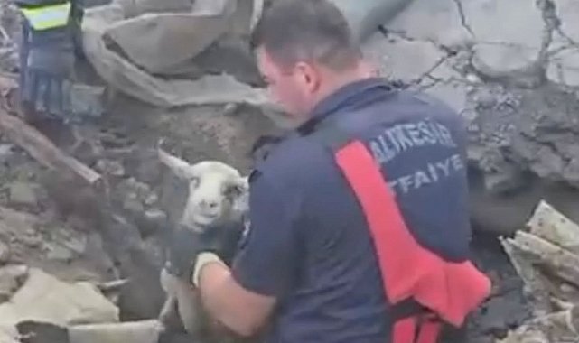 Göçük altında kalan 3 koyunu itfaiye kurtardı