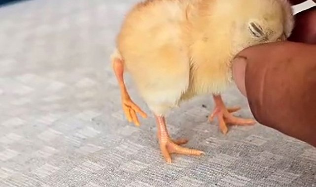 Gölbaşı'nda dört ayaklı civciv şaşırttı
