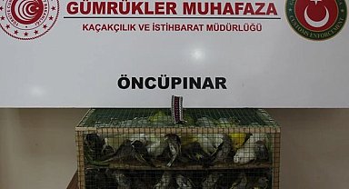 Gümrük Muhafaza'dan kaçakçılığa darbe! 2026'da 58 bin 519 canlı hayvan kurtarıldı