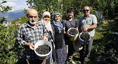 Gümüşhane'de aronya bereketi: 75 ton rekolte bekleniyor