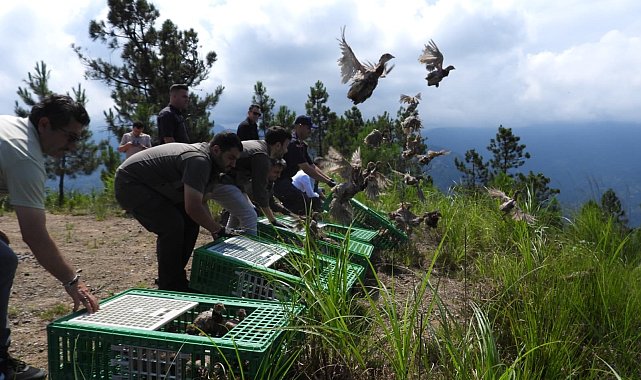 Gümüşhane'de yetiştirilen 400 sülün Artvin'in Arhavi ilçesinde doğaya salındı