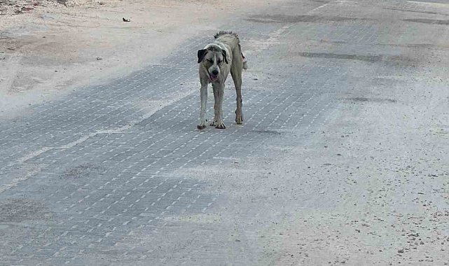 Halfeti'de sahipsiz köpeğin saldırdığı çocuk yaralandı