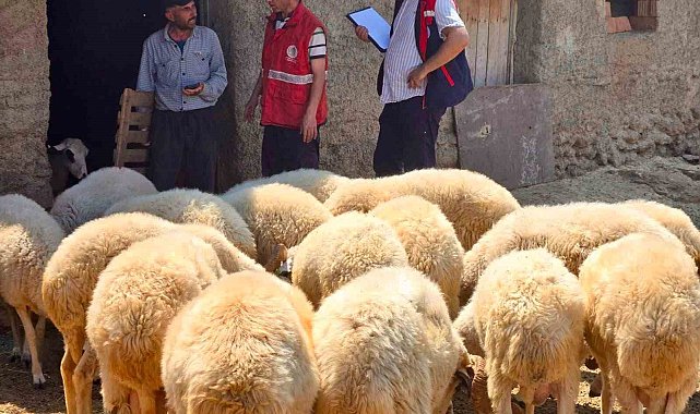 Halk elinde küçükbaş ıslah projelerinde koyun tespit çalışmaları devam ediyor