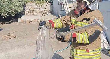 Hatay'da yerleşim alanlarında yakalanan yılanlar doğaya bırakıldı