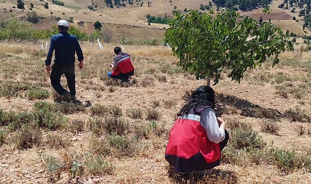 Hisarcık Karbasan köyünde organik adaçayı üretim alanları denetlendi