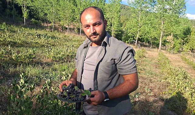 Hisarcık'ta aronya hasadı başladı