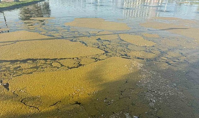 Iğdır Millet Bahçesi'ndeki süs havuzunda kirlilik tepki çekiyor