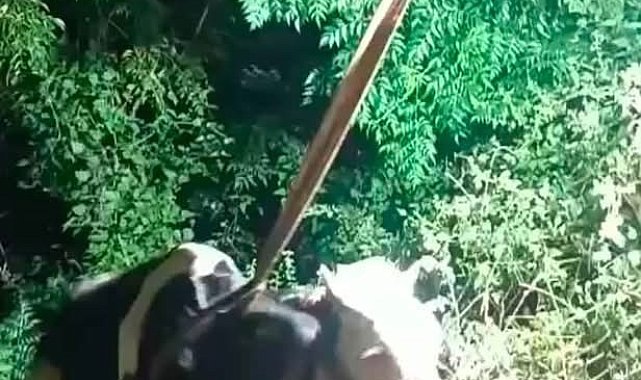 İskenderun'da uçurumdan düşen inek iş makinesiyle kurtarıldı