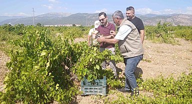 İslahiye'de üzüm hasadı başladı