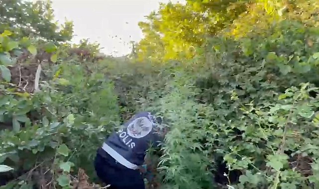 İstanbul'da film gibi olay, ormana ektiği kenevir dron devriyesinde bulundu