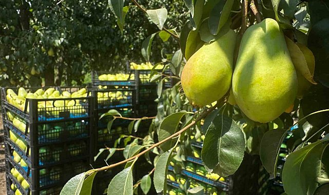 İtalyanların "zor" diyerek bıraktığı armutta Gürsu bu yıl rekora gidiyor