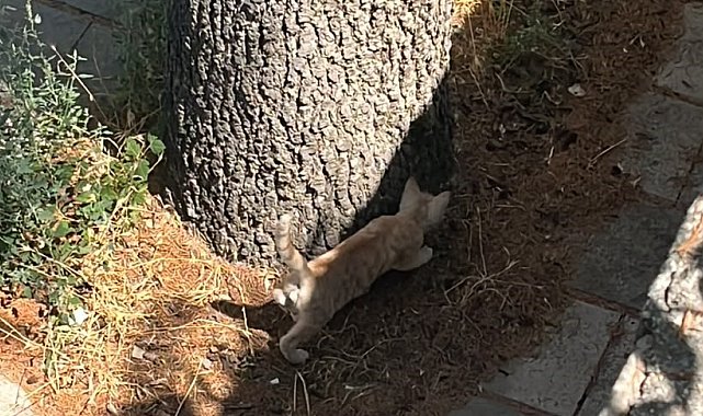 İtfaiyeden kedi kurtarma operasyonu
