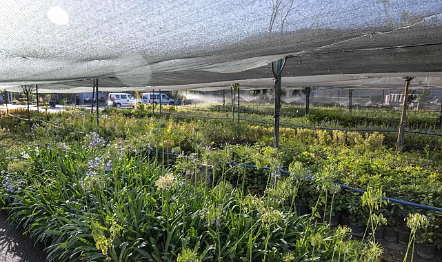 İzmir'in ilk lavanta parkı geliyor