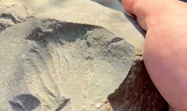 İznik Gölü kıyısında 70 milyon yıllık fosil bulundu