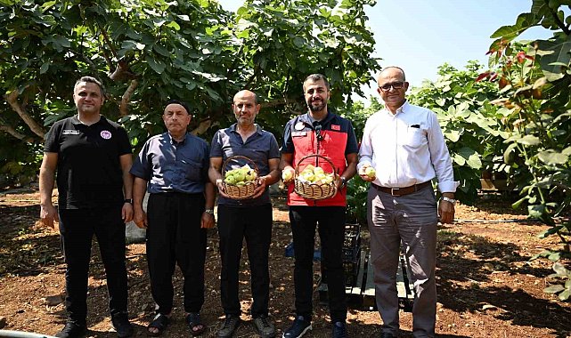 Kahramanmaraş'ta Abbas inciri hasadı