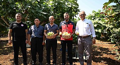Kahramanmaraş'ta Abbas inciri hasadı