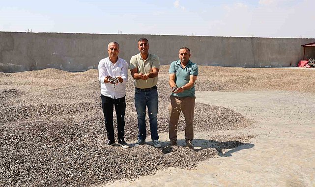 Kahramanmaraş'ta ay çekirdeği hasadı