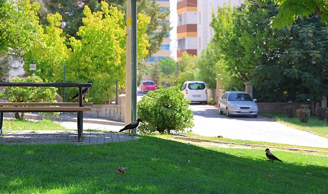 Kahramanmaraş'ta kargalar parkı mesken tuttu