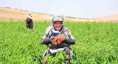 Kahramanmaraş'ta salçalık biber hasadı başladı