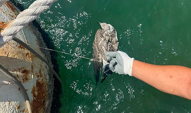 Kanadına misina dolandı... İzmir'den özgürlüğe uçuruldu