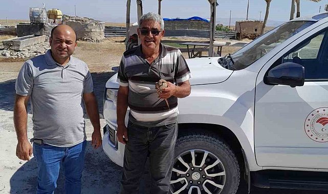 Kanadından yaralanan kızıl şahin, duyarlı çiftçinin dikkatiyle kurtuldu