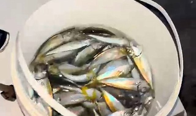 Karacabey sahillerinde istavrit bereketi