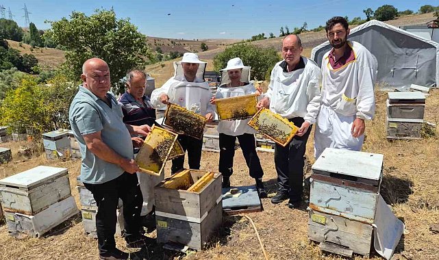 Karadeniz arı genotipinin ıslahı için çalışmalar sürüyor: Hedef daha verimli ana arı üretimi