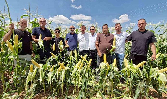 Karaman'da 5 yeni mısır türü görücüye çıktı