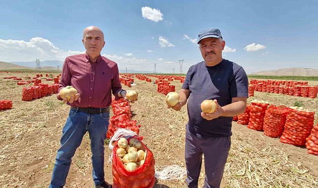 Karaman'da yazlık soğan üreticisinin yüzünü güldürüyor