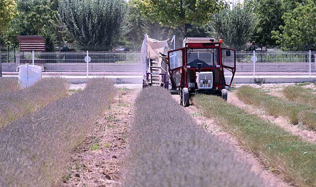 Karatay Lavanta Bahçesi'nde hasat başladı