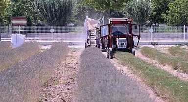 Karatay Lavanta Bahçesi'nde hasat başladı