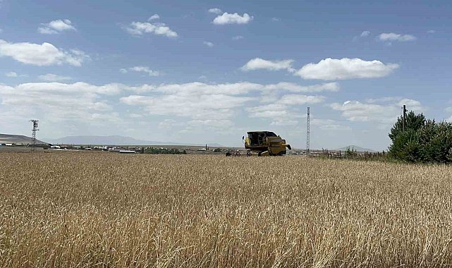 Kars'ta arpa ve yulaf hasadı hızlandı: Çiftçiler gün doğmadan tarlaya giriyor