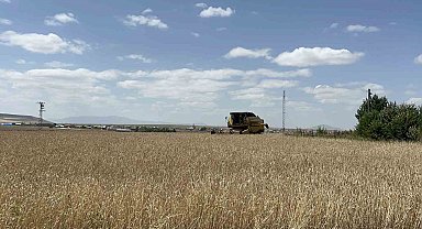 Kars'ta arpa ve yulaf hasadı hızlandı: Çiftçiler gün doğmadan tarlaya giriyor