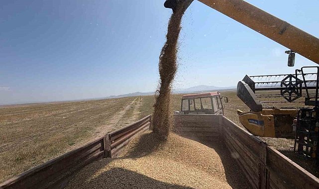 Kars'ta binlerce yıllık Kavılca buğdayında hasat mesaisi başladı