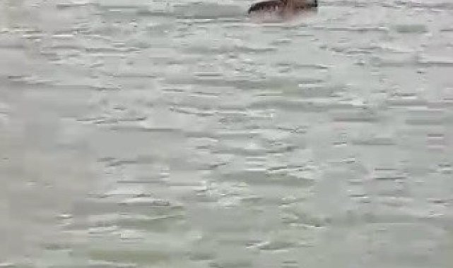 Kars'ta boz ayı çöplükten çıktı, barajda yüzdü