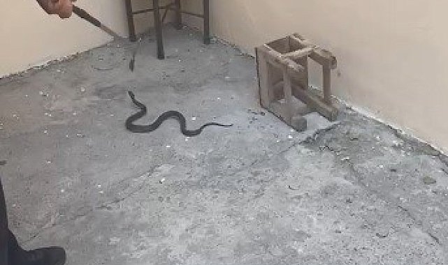 Kars'ta evin bahçesine giren yılan itfaiyeyi harekete geçirdi