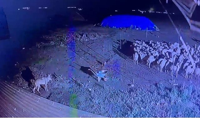 Kars'ta gece yarısı yerleşim yerine inen kurt güvenlik kamerasında