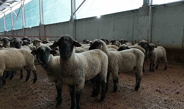 Kastamonu'da bilimsel çalışmalar meyvesini verdi: 55 koyun 100'ün üzerinde kuzu doğurdu